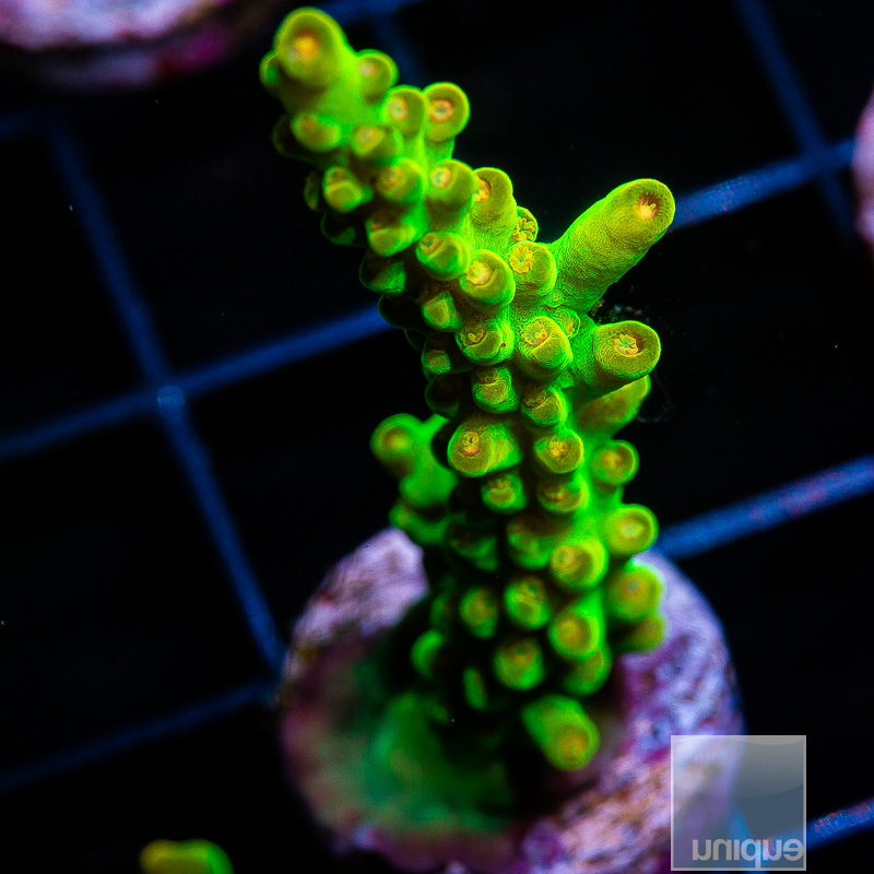 WWC Budgie Smuggler Acropora 319 200.JPG