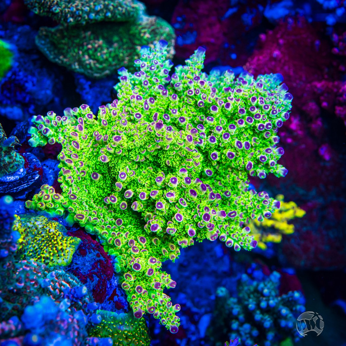 WWC-Captain-Caveman-Acropora-00108-MC-sm.jpg