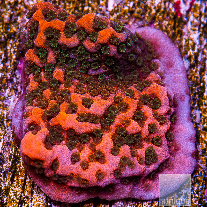 WWC Cherry Tree Montipora 59 22.JPG