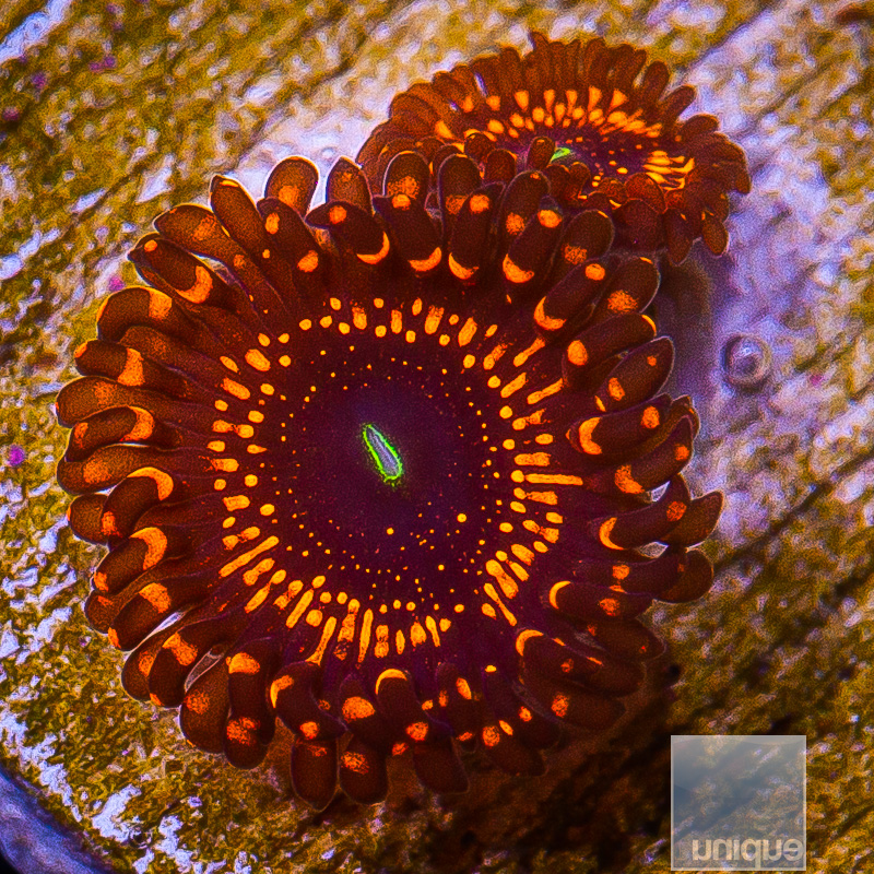 WWC Illuminati Zoanthid 139 76.JPG