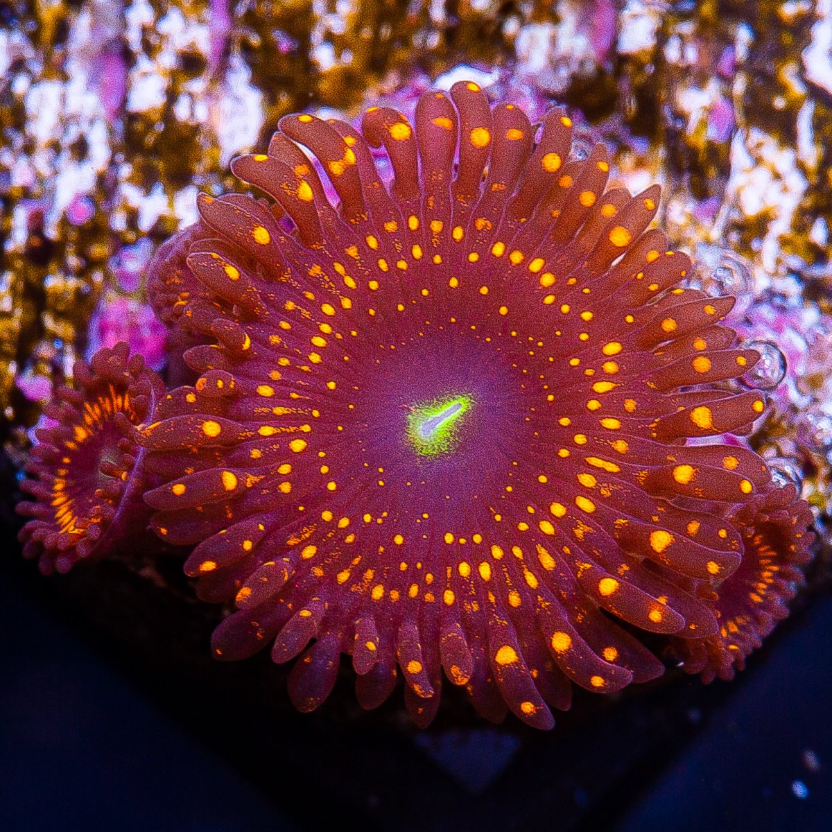 WWC Illuminati Zoanthid 139 81.JPG