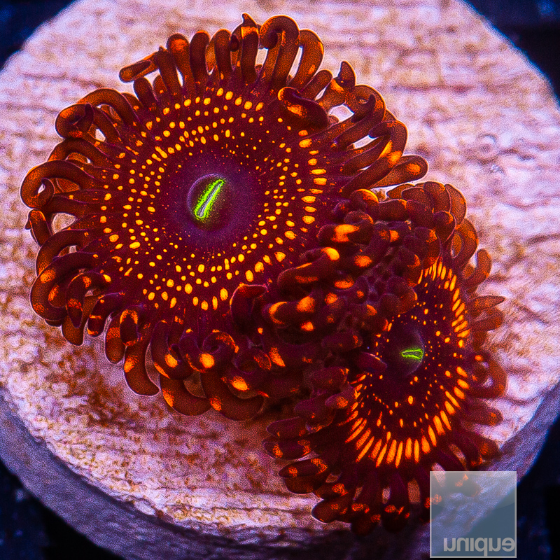 WWC Illuminati Zoanthid 139 84.JPG