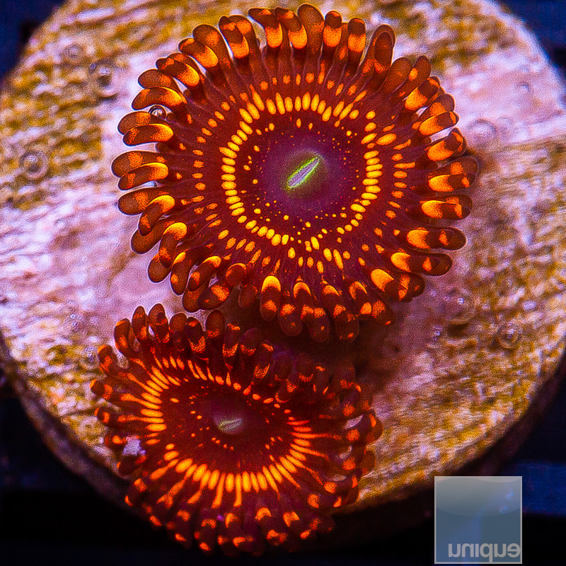 WWC Illuminati Zoanthid 139 88.JPG