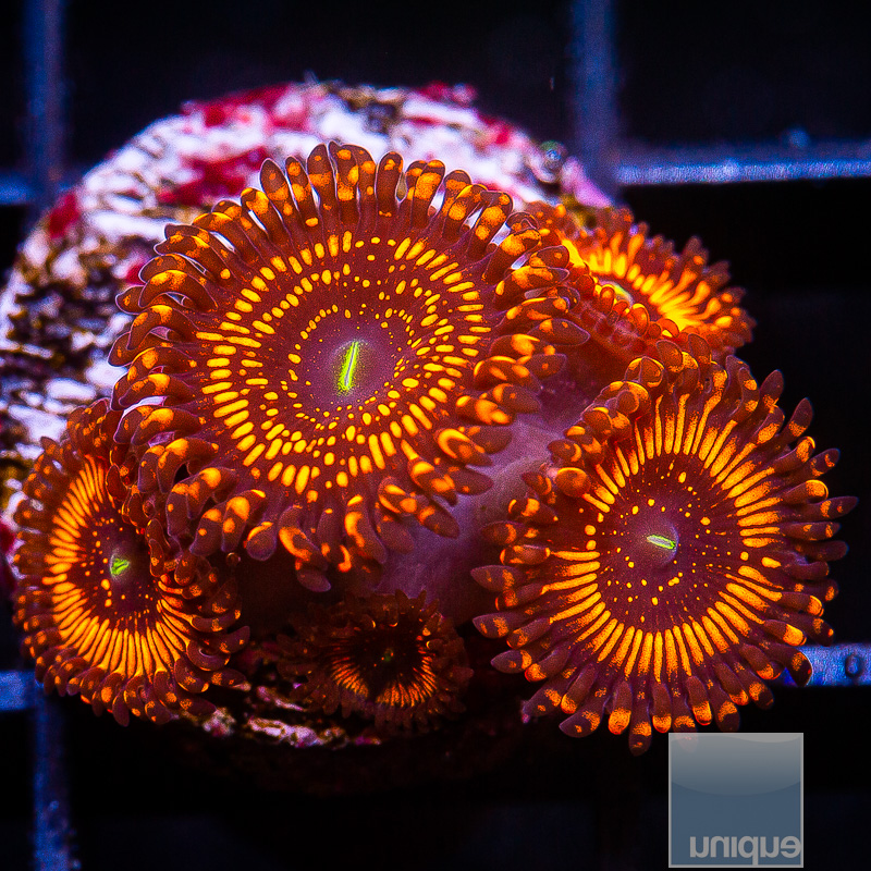 WWC Illuminati Zoanthid 149 72.JPG