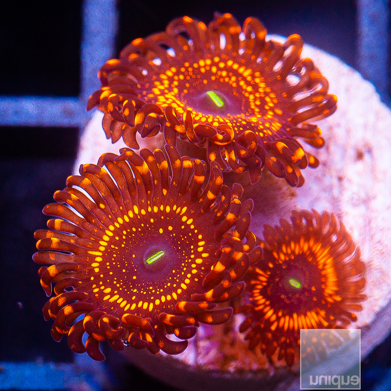 WWC Illuminati Zoanthid 179 95.JPG