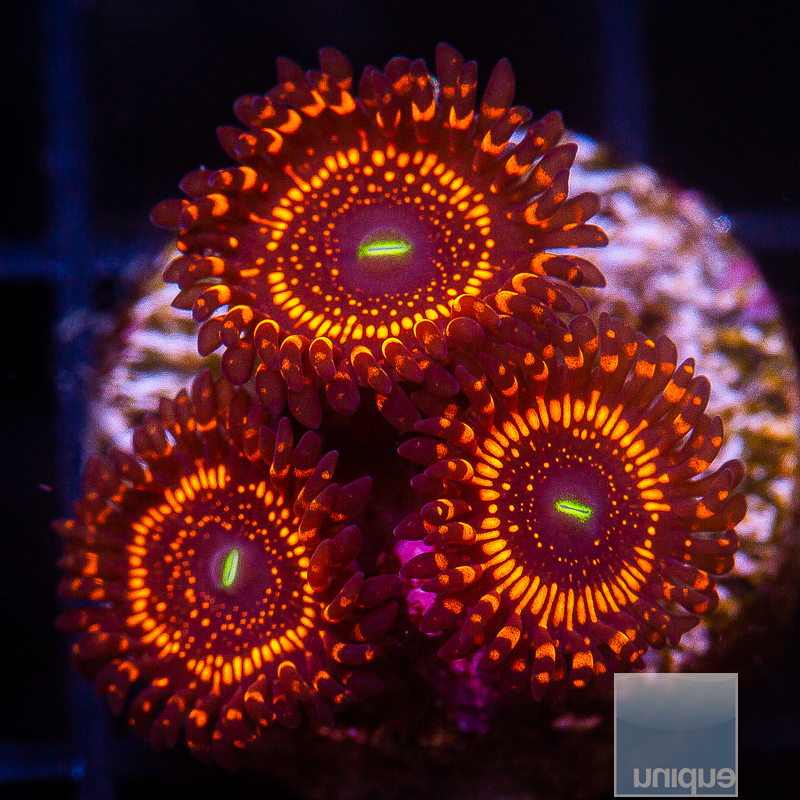 WWC Illuminati Zoanthid 209 118.JPG