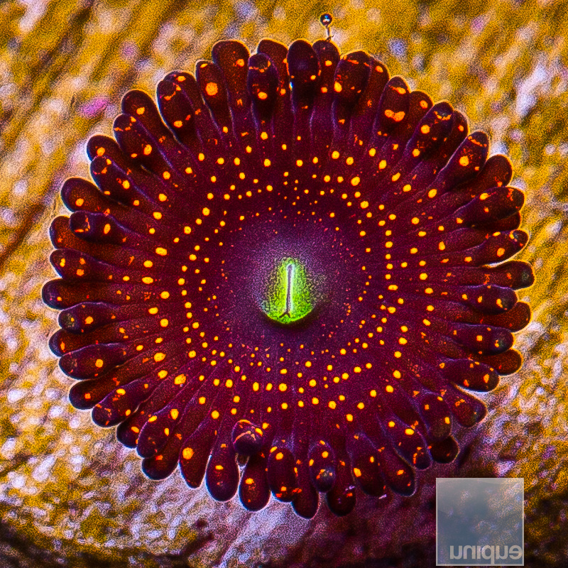 WWC Illuminati Zoanthid 29 15.JPG