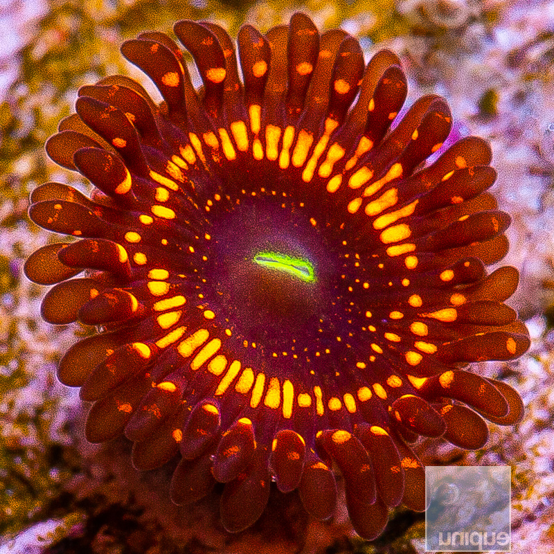 WWC Illuminati Zoanthid 29 15.JPG