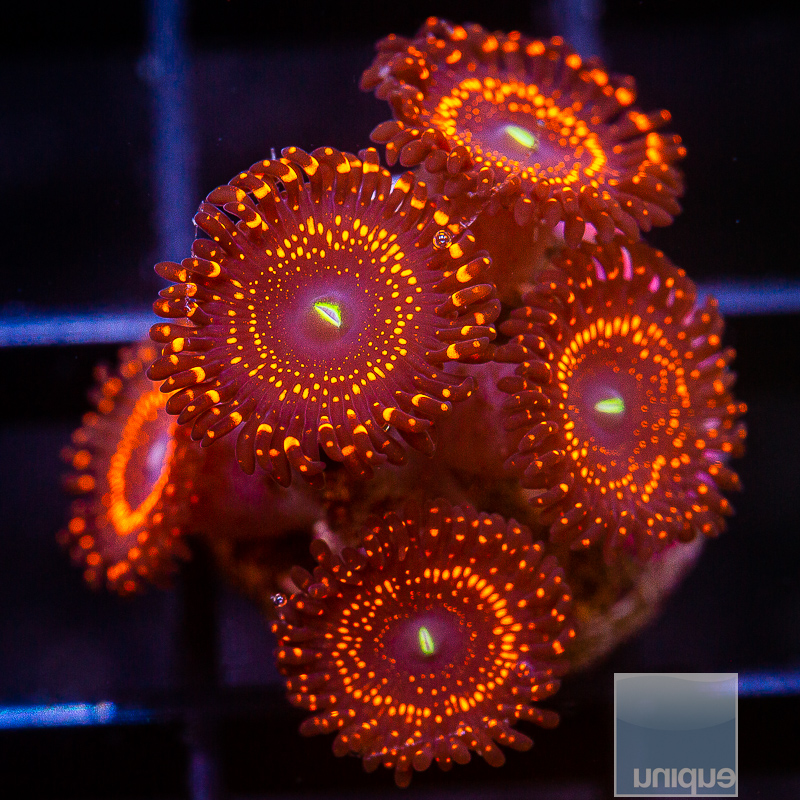 WWC Illuminati Zoanthid 349 210.JPG