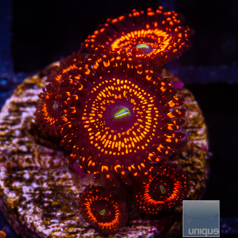 WWC Illuminati Zoanthid 359 150.JPG