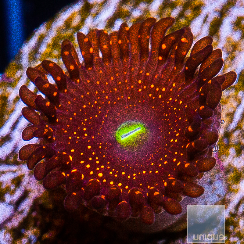 WWC Illuminati Zoanthid 49 20.JPG