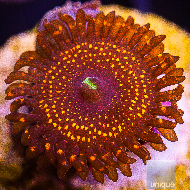 WWC Illuminati Zoanthid 59 21.JPG