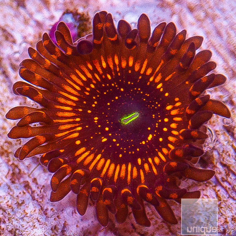 WWC Illuminati Zoanthid 59 26.JPG