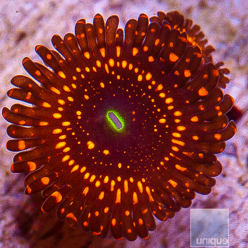 WWC Illuminati Zoanthid 69 26.JPG