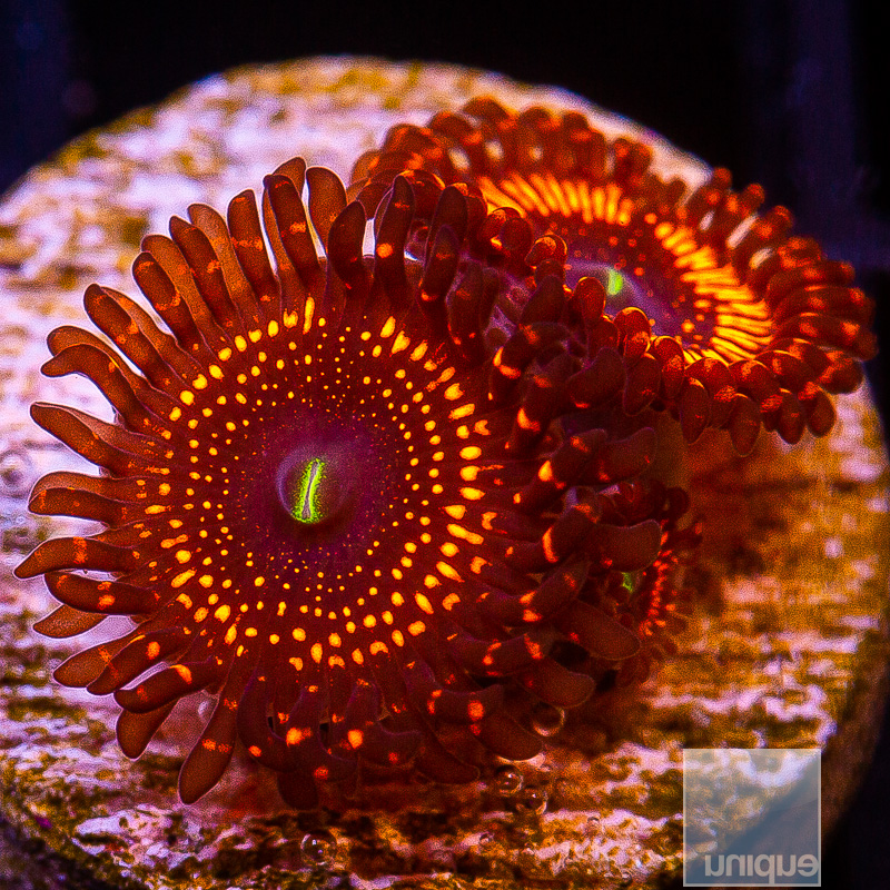 WWC Illuminati Zoanthid 69 36.JPG