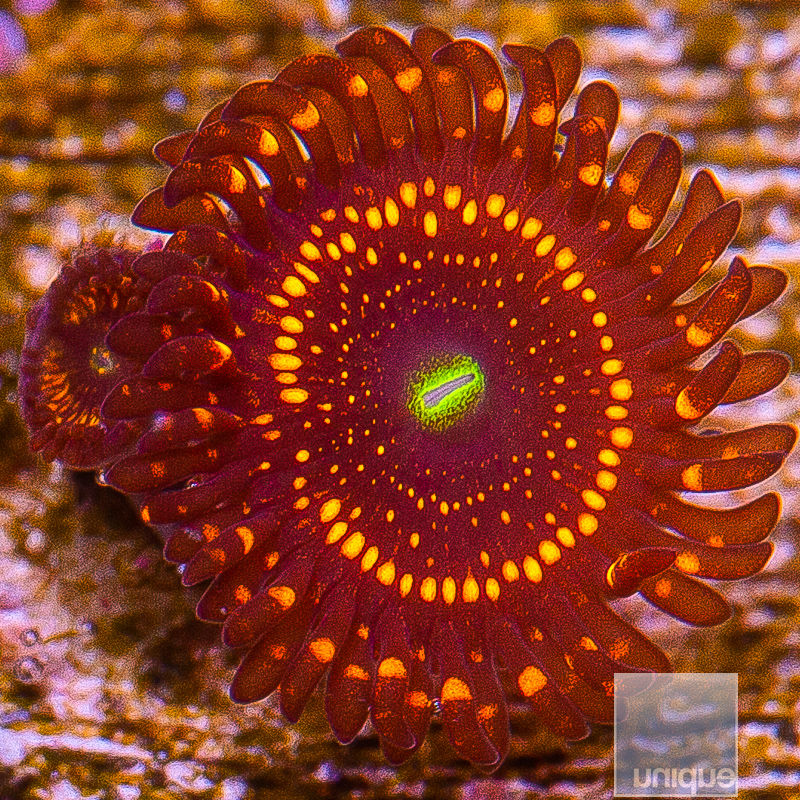 WWC Illuminati Zoanthid 79 22.JPG