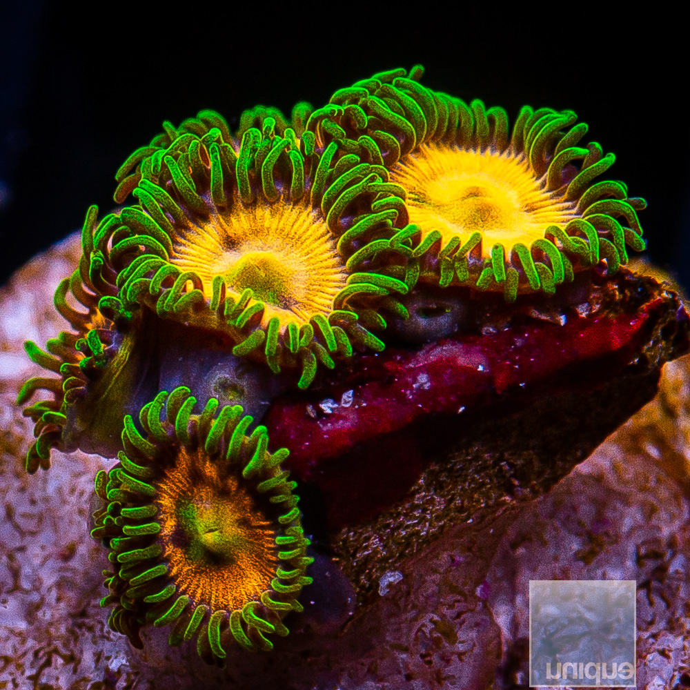 WWC Laser Lemon Zoanthid 39 26.JPG