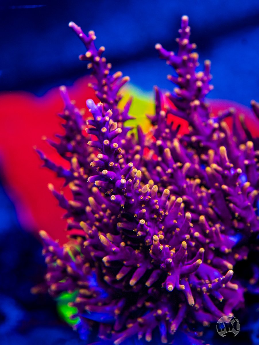 WWC-Little-Red-Ferrari-Acropora-9874-MC-sm.jpg