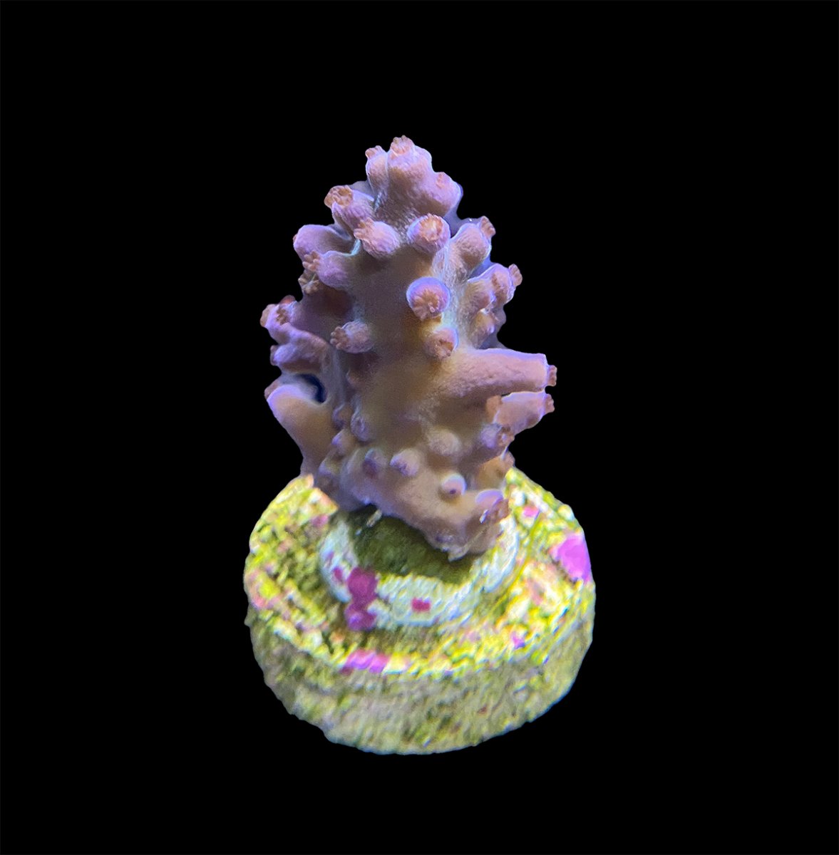 WWC Madman Austera Acropora.jpg