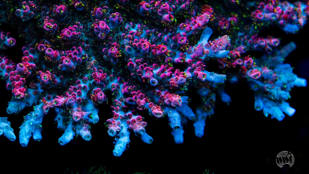 WWC-Man-of-Steel-Acropora-0236-MC-sm.jpg