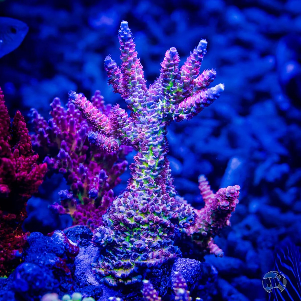 WWC-Maximum-Effort-Tenuis-Acropora.jpg