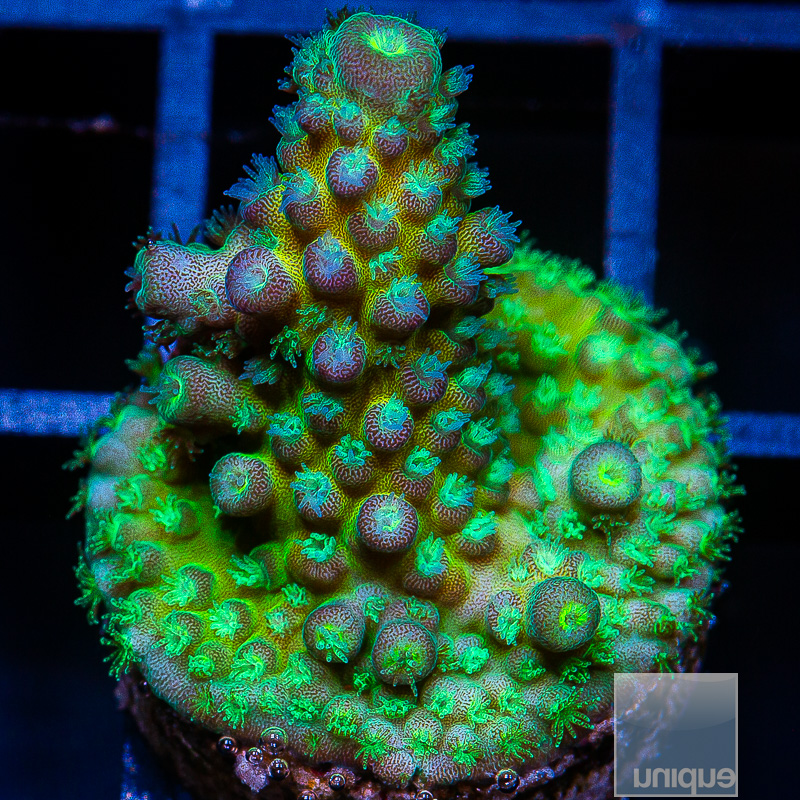 WWC Nuclear Grapes Acropora 79 46.JPG