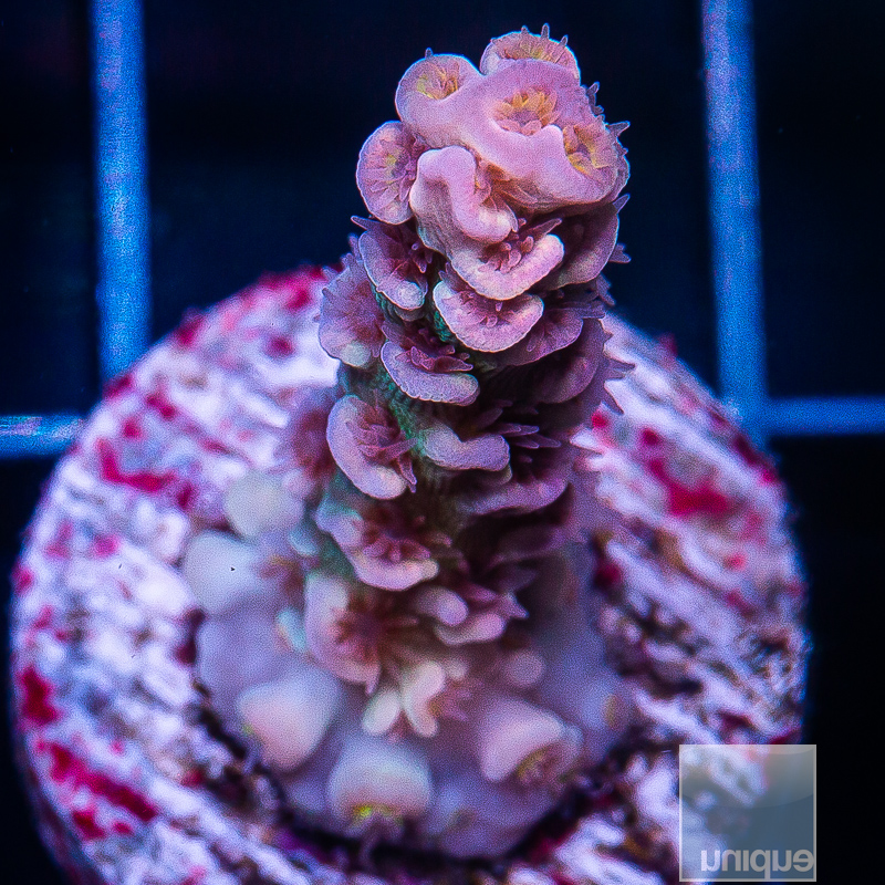 WWC Pink Panther Acropora 219 116.JPG