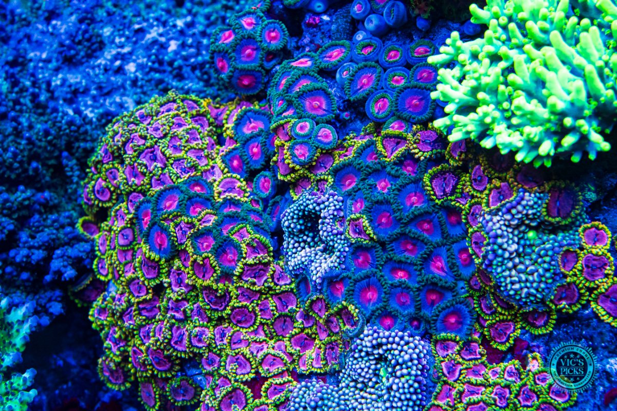 WWC-Purple-Monster-JFOX-Poison-Potion-Zoanthids-00124-MC-sm.jpg