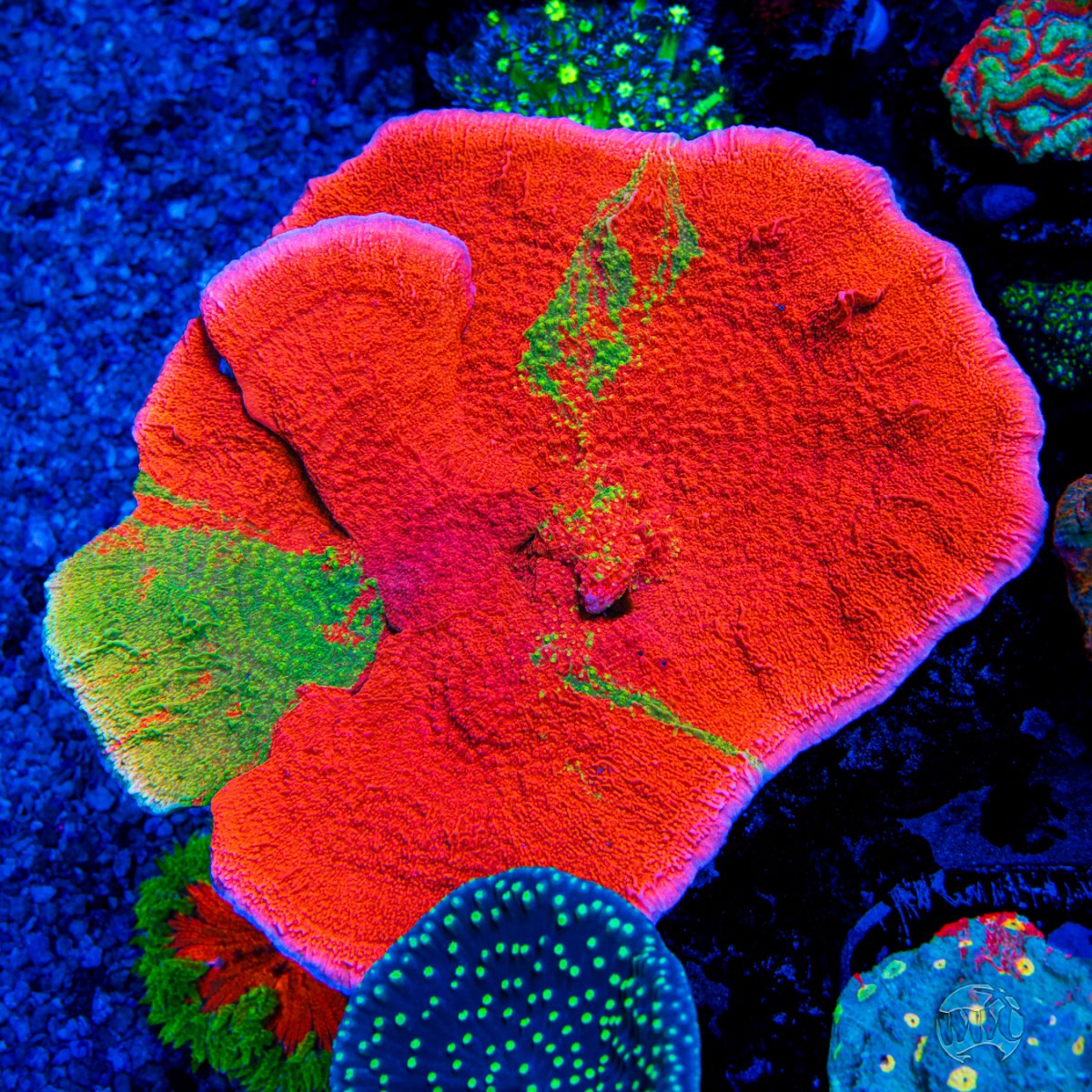 WWC-Sunfire-Grafted-Cap-Montipora-0142-MC-sm.jpg