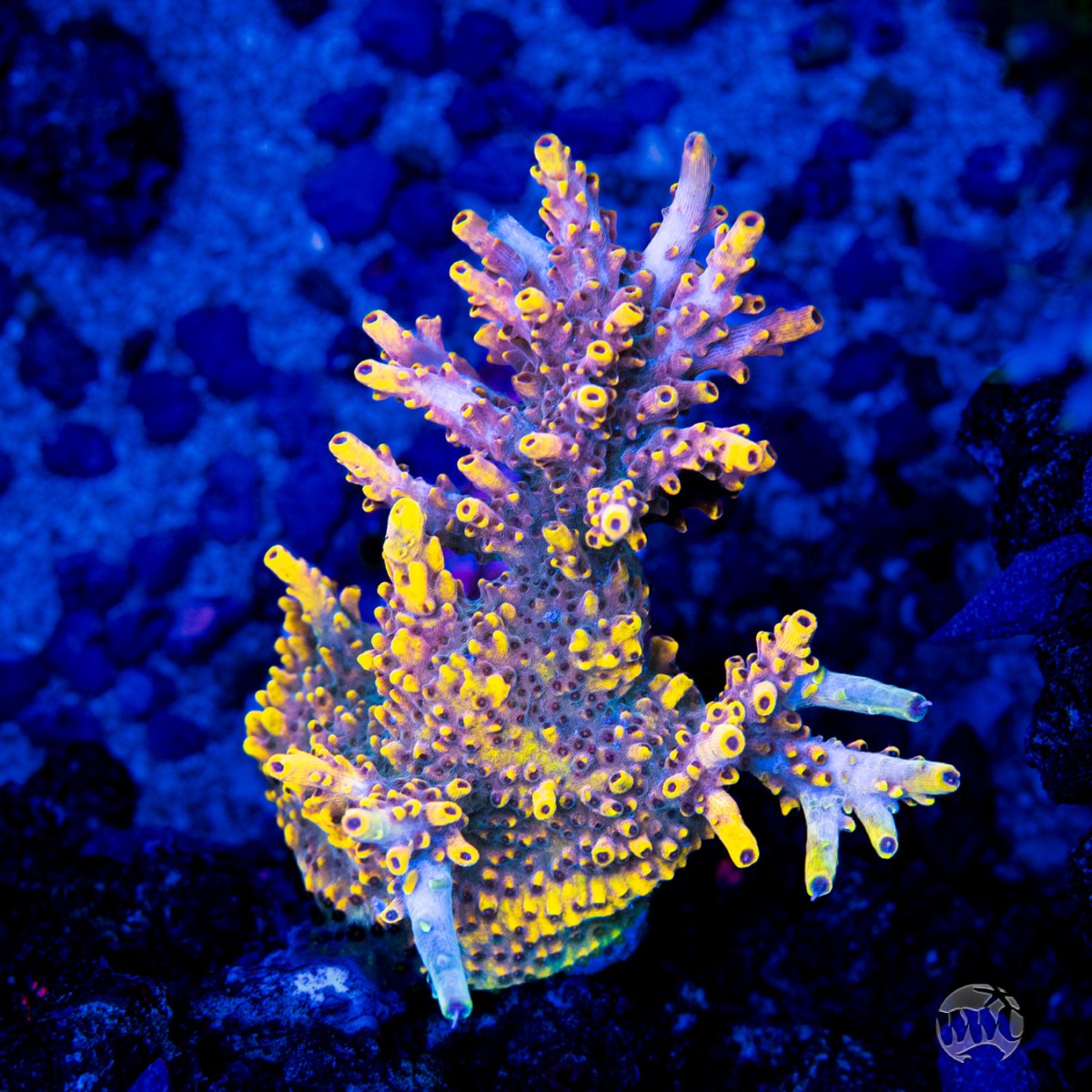 WWC-Yellow-Fever-Acropora-0032-MC-sm.jpg