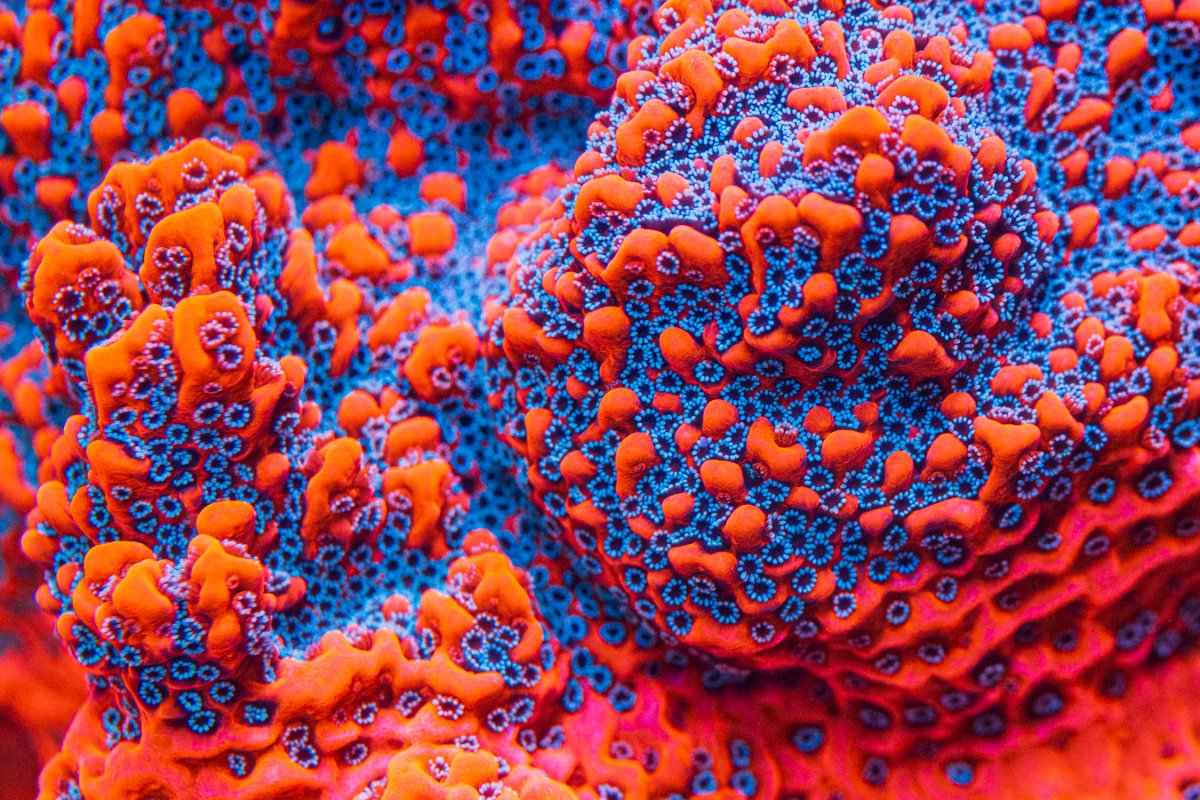 WWC_Dragonfruit_Montipora_7137.jpg