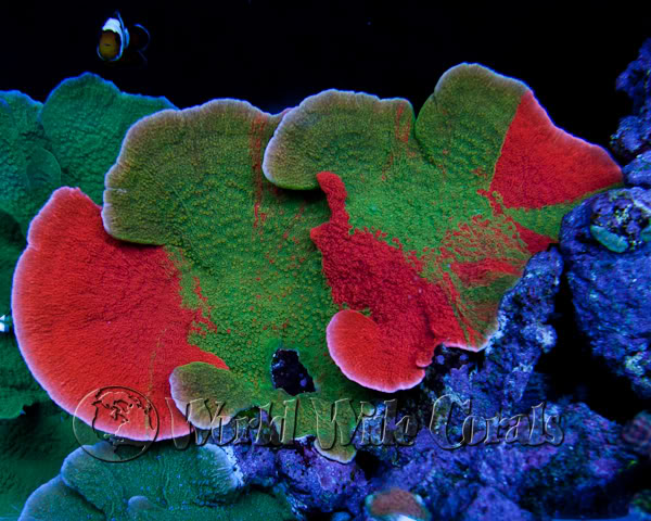 WWC_GraftedCorals.jpeg