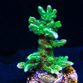 WWC_Green_Apple_Hirsuta_Montipora.jpg