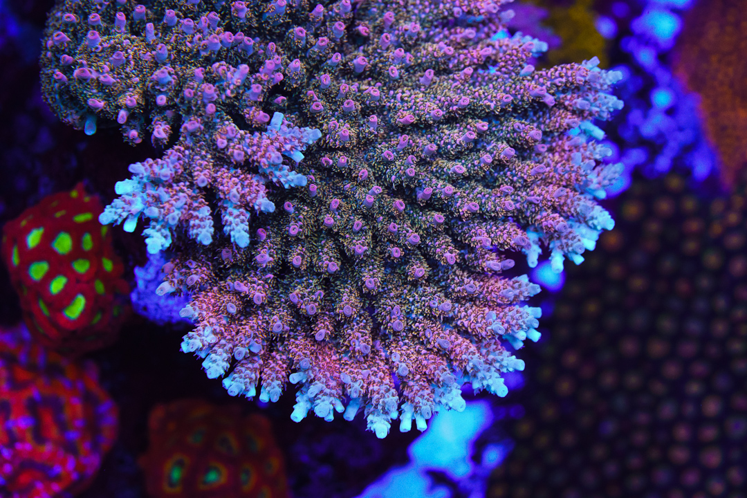 WWC_Hollywood_Dreams_Acropora_WCS08691-SM.jpg