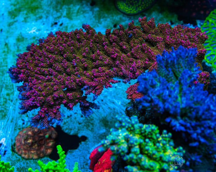 WWC_Jello_Shot_Acropora_00507_SM_12d6831a-d5a7-4ff2-8974-09c1a5a1aeb9.jpg