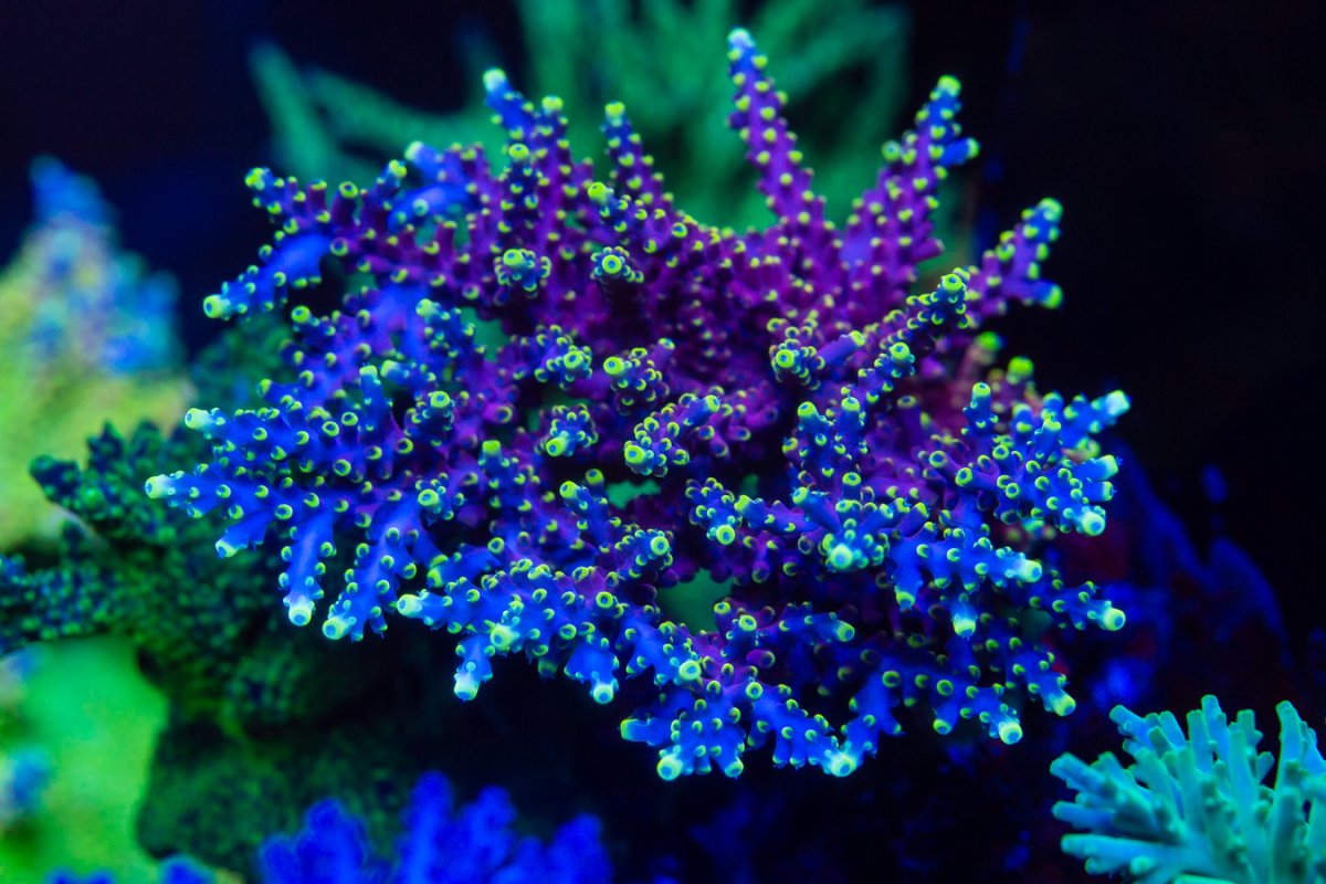 WWC_Kobe_Bean_Acropora_A33_7218.jpg