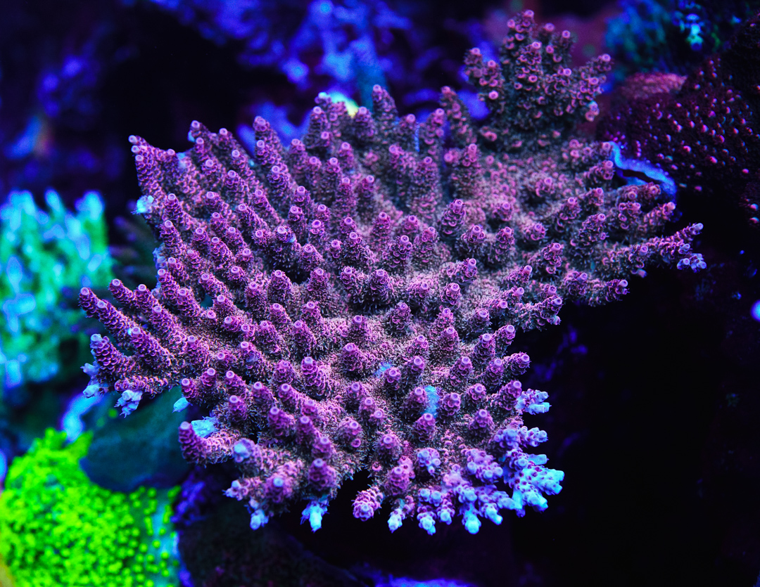 WWC_Love_Paddy_Acropora_WCS08486-SM.jpg