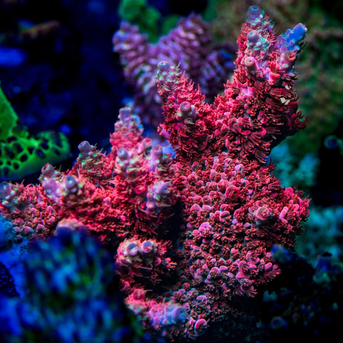 WWC_Pantera_Rosa_Acropora_SM_00079.jpg