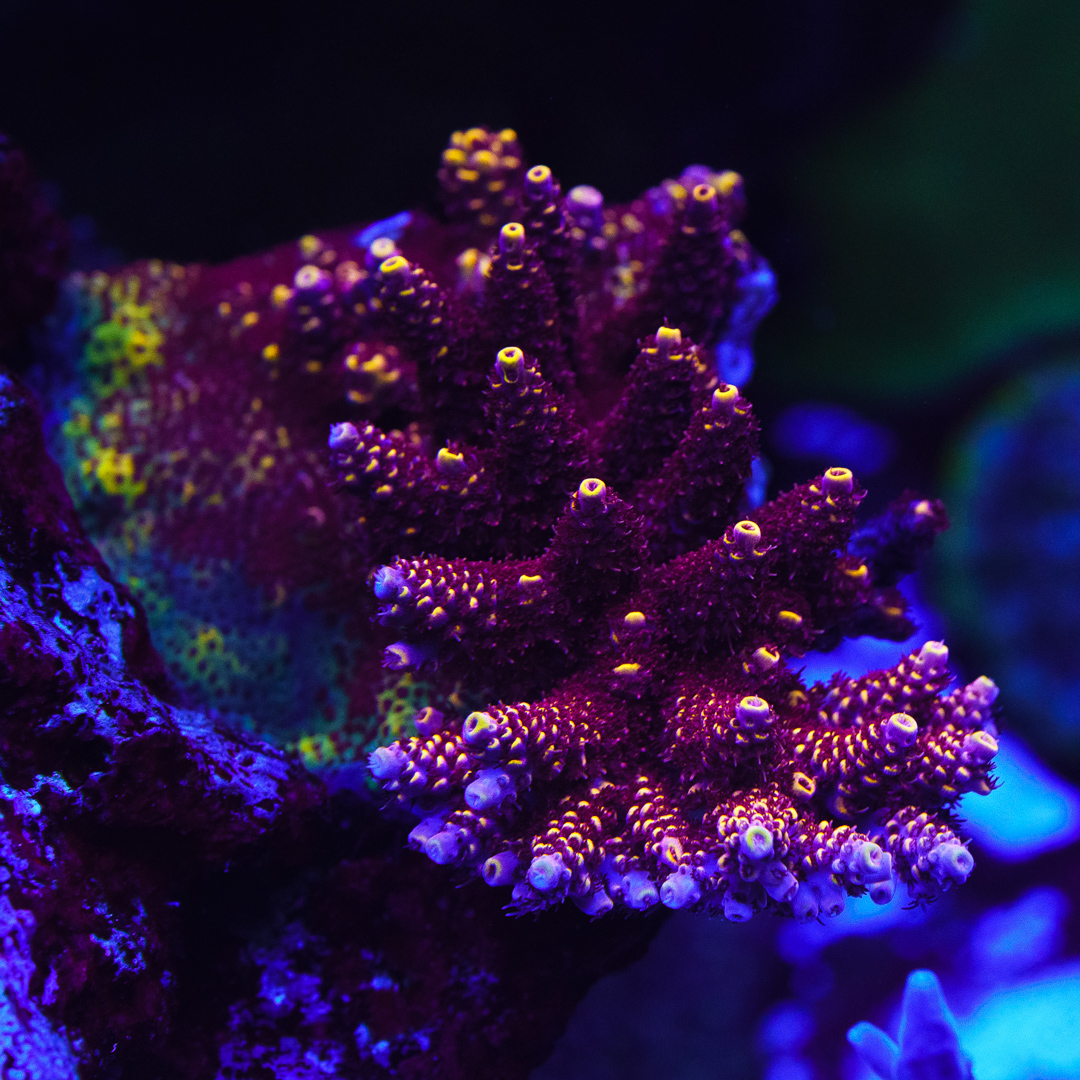 WWC_Red_Polyp_Clathrata_Acropora_WCS08680-SM.jpg