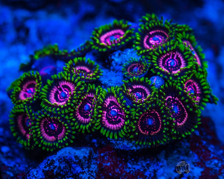 WWC_Taser_Zoanthids_06522.jpg