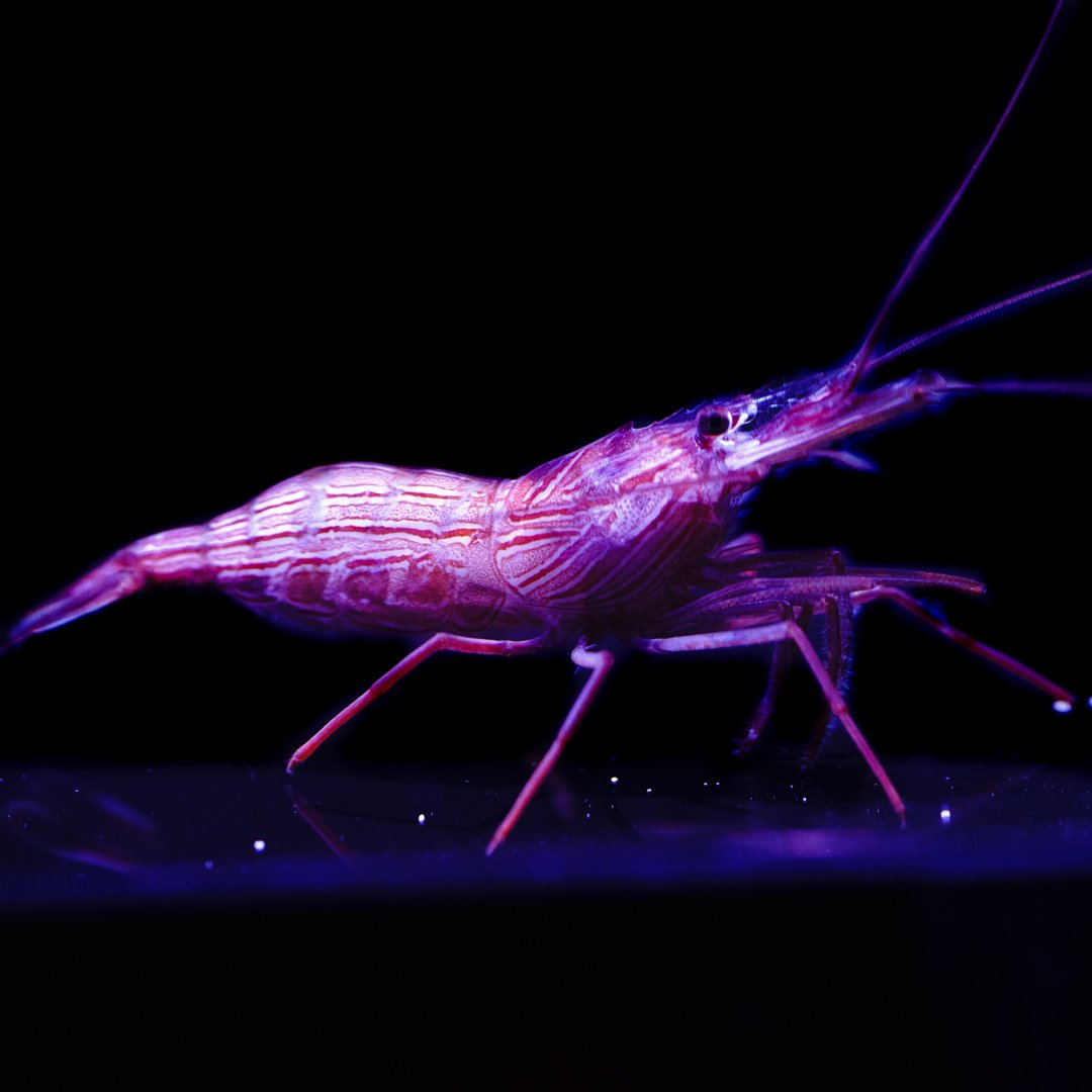 wwcpeppermint_shrimp_1800x1800.jpg