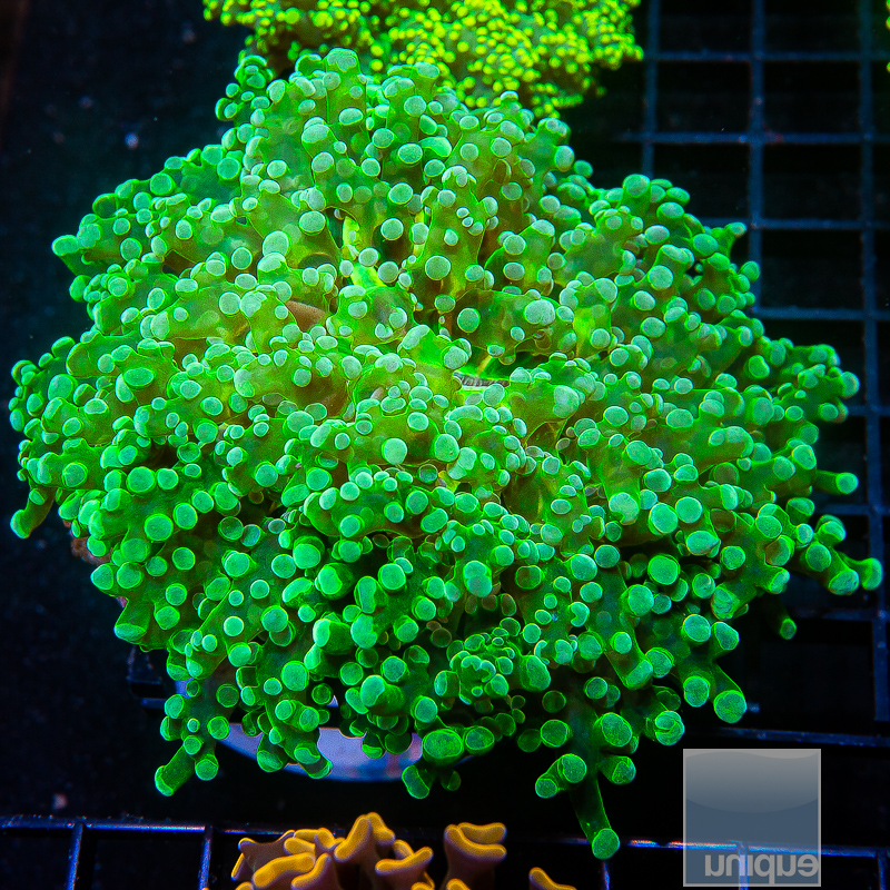 XL Green Frogspawn 129 95.JPG