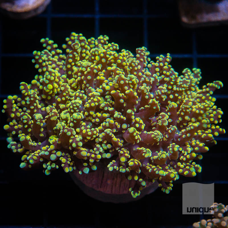 XL Yellow Frogspawn 319 228.jpg