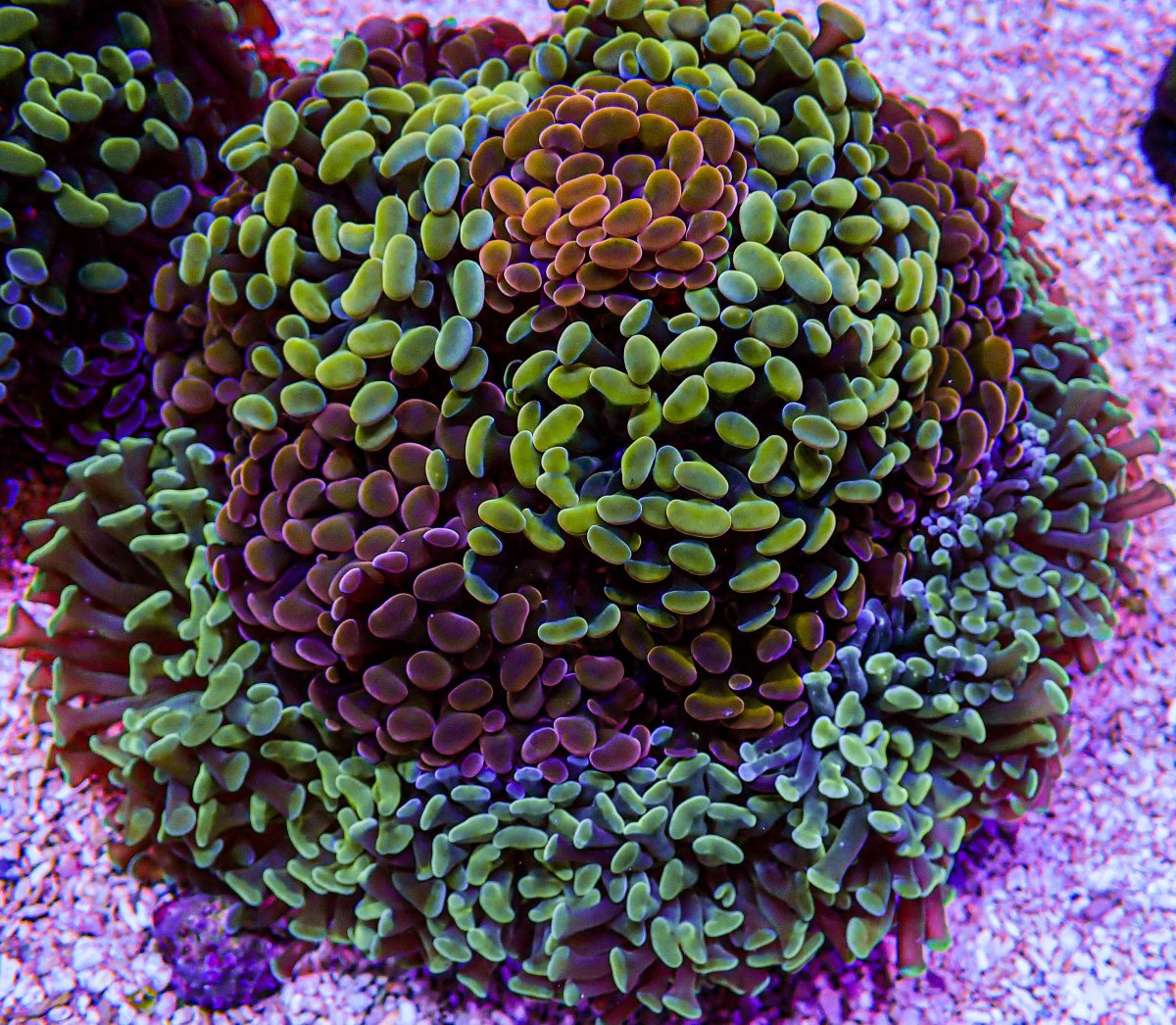 XXL Rainbow Branchin Hammer Colony -154.JPG