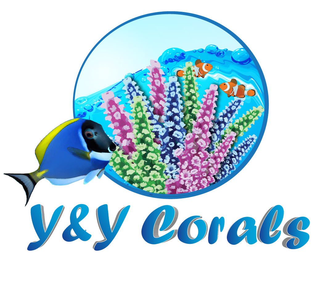 Y and Y Corals.png