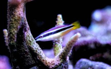 Yellotail Cleaner Wrasse.jpg