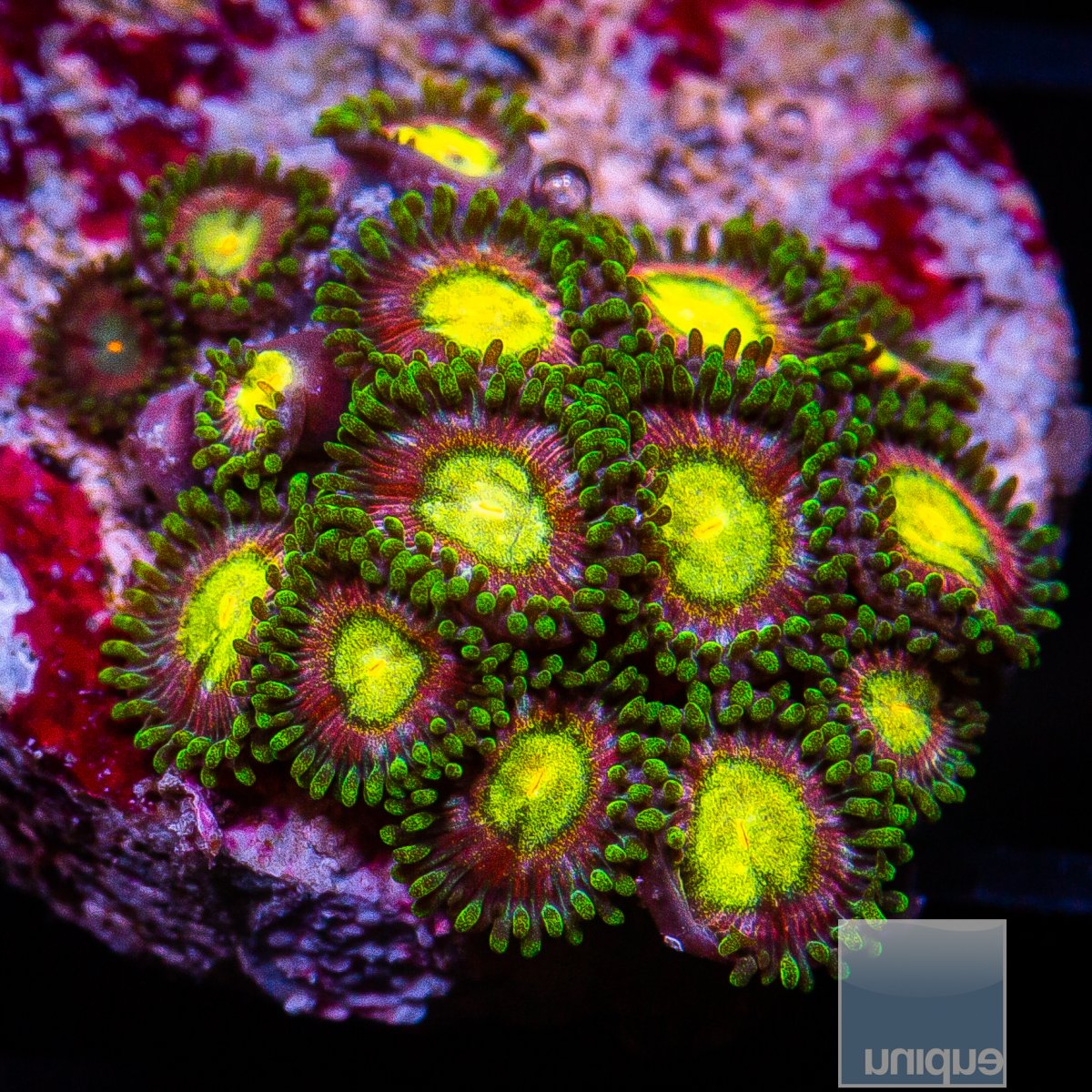 Yellow and Red Zoanthid 119 30.JPG