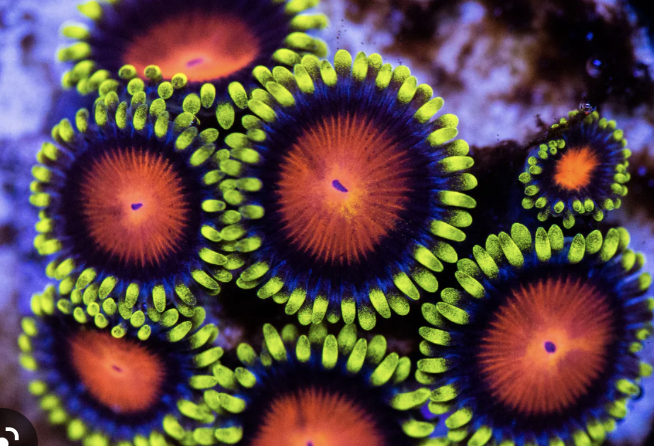 YELLOW BRICK ROAD ZOANTHID.jpg