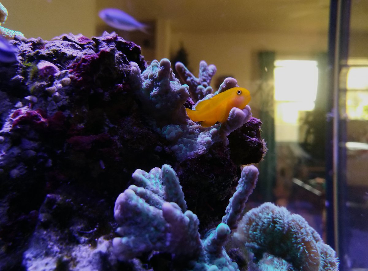 yellow goby.jpg