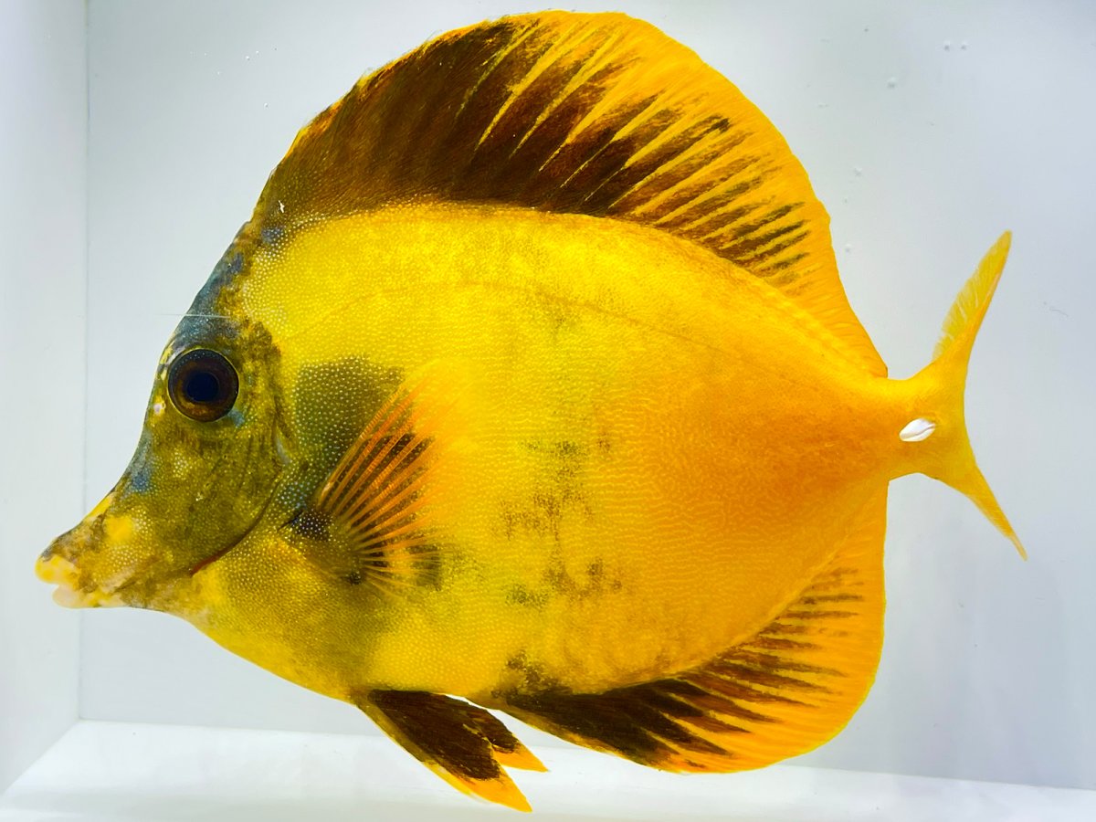 Yellow Koi 3.jpg